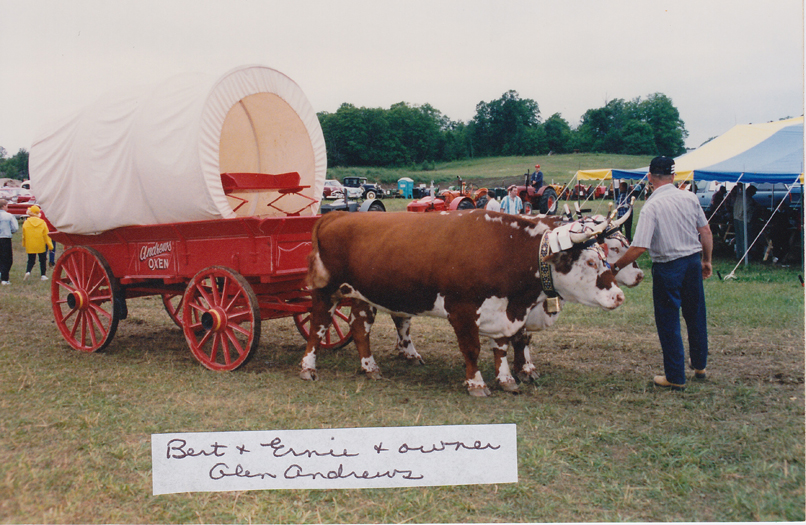 Glen Andrews and team of Oxen